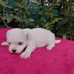 Owen-male-Maltese-puppy-for-sale-3