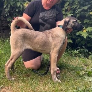 Paloma Kangal Paloma Kangal