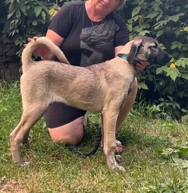 Paloma Kangal Paloma Kangal