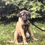 Paloma-female-Kangal-puppy-for-sale-2