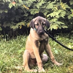 Paloma Kangal Paloma Kangal