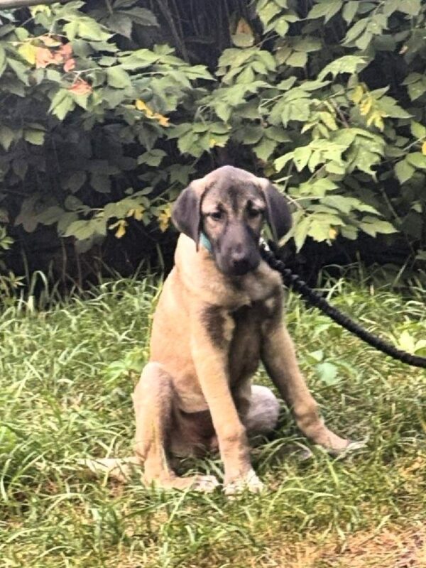 Paloma Kangal Paloma Kangal