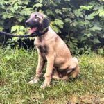 Paloma-female-Kangal-puppy-for-sale-3