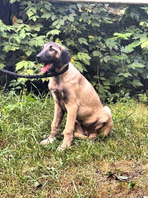 Paloma Kangal Paloma Kangal
