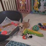 Pamir-male-chihuahua-puppy-for-sale-1 (1)