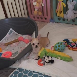 Pamir Chihuahua Pamir Chihuahua