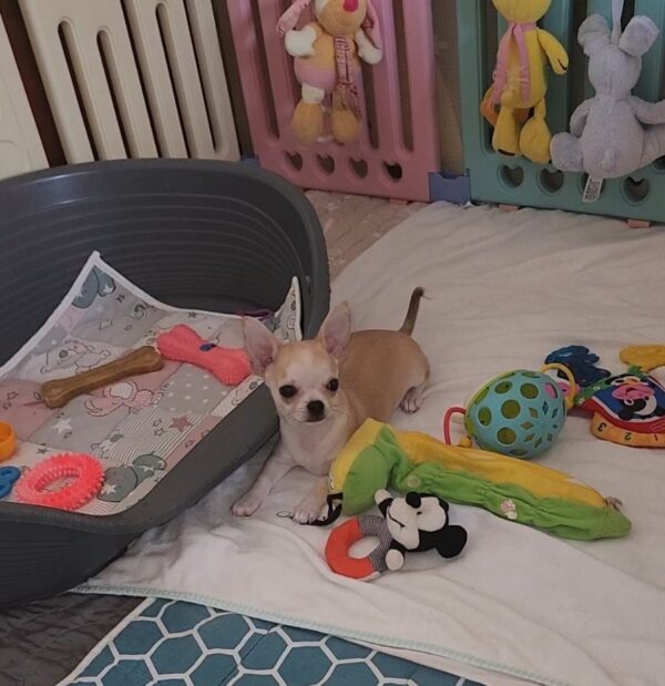Pamir Chihuahua Pamir Chihuahua