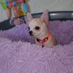Pamir-male-chihuahua-puppy-for-sale-1 (2)