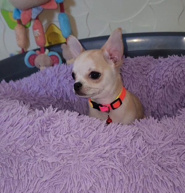 Pamir Chihuahua Pamir Chihuahua