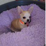 Pamir-male-chihuahua-puppy-for-sale-1 (3)