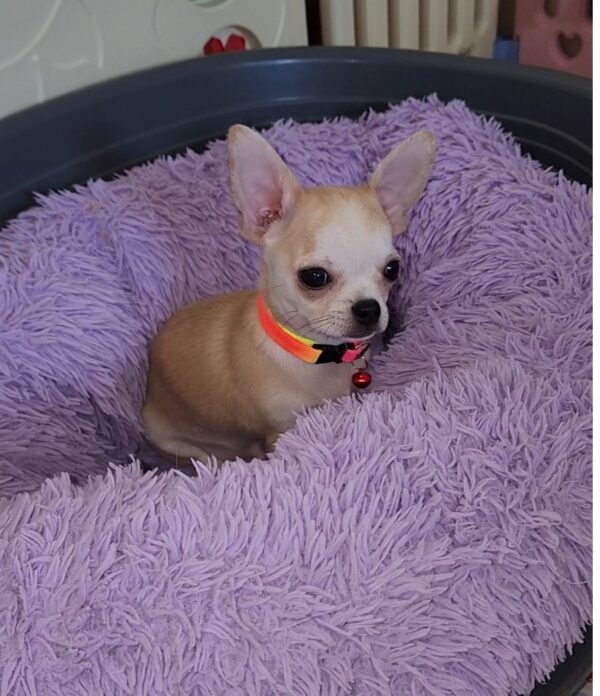 Pamir Chihuahua Pamir Chihuahua