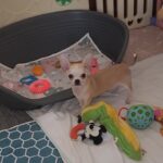 Pamir-male-chihuahua-puppy-for-sale-1 (4)