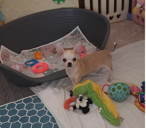 Pamir Chihuahua Pamir Chihuahua