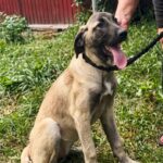 Pandora-female-Kangal-puppy-for-sale-1