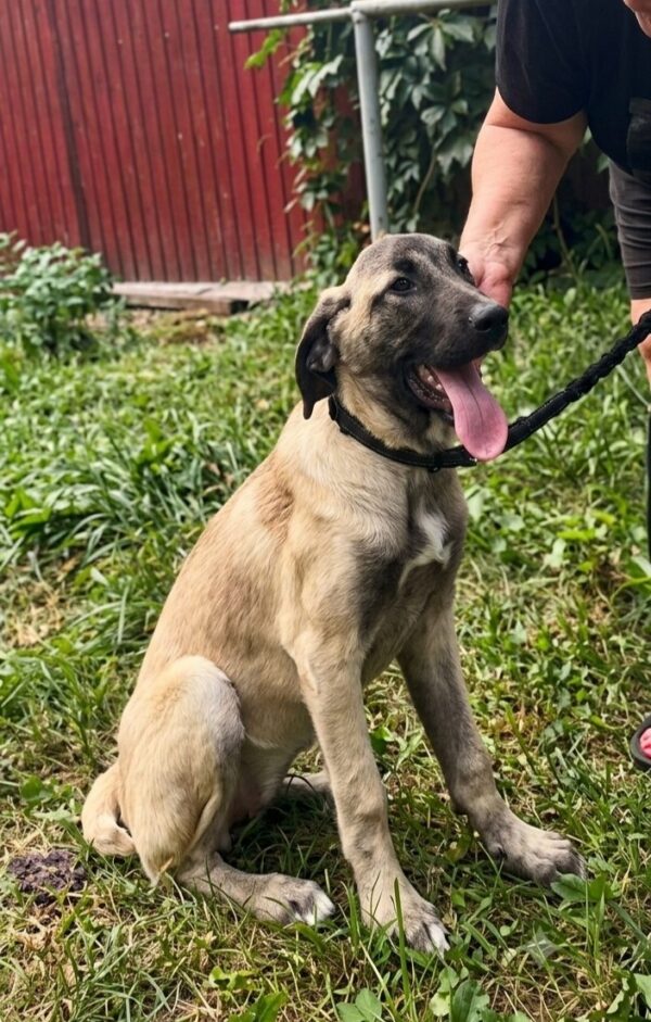 Pandora Kangal Pandora Kangal