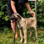 Pandora-female-Kangal-puppy-for-sale-2