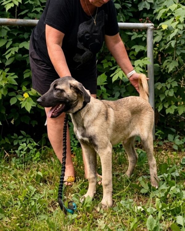 Pandora Kangal Pandora Kangal