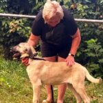 Persephone-female-Kangal-puppy-for-sale-1
