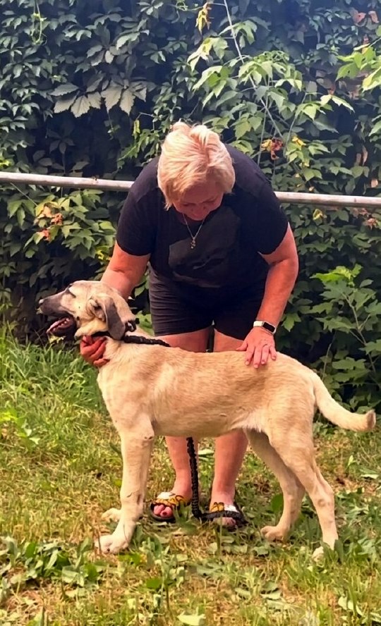 Persephone Kangal Persephone Kangal