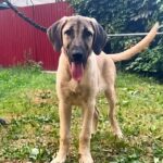 Persephone-female-Kangal-puppy-for-sale-2