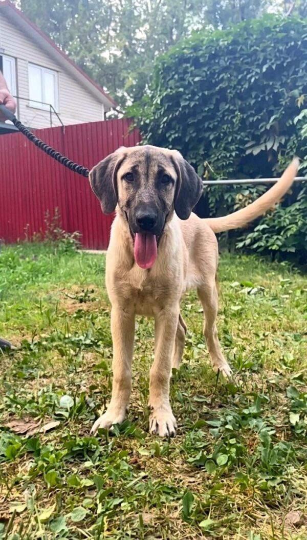 Persephone Kangal Persephone Kangal