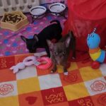 Pirs-male-chihuahua-puppy-for-sale-1 (1)