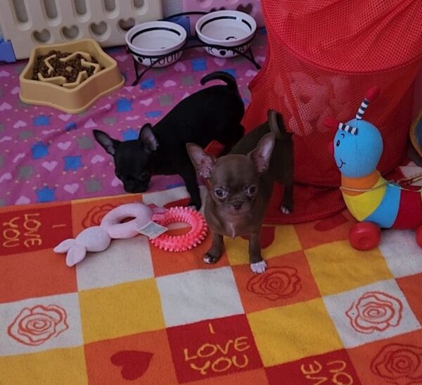 Pirs Chihuahua Pirs Chihuahua