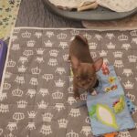 Pirs-male-chihuahua-puppy-for-sale-1 (2)