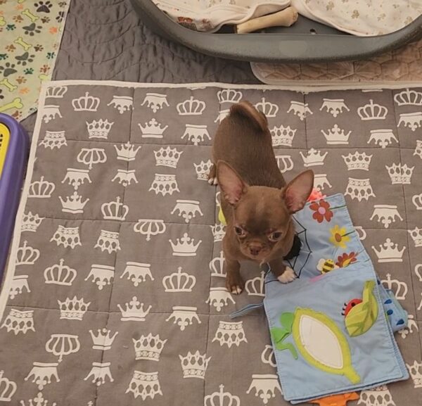 Pirs Chihuahua Pirs Chihuahua