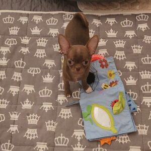 Pirs Chihuahua Pirs Chihuahua
