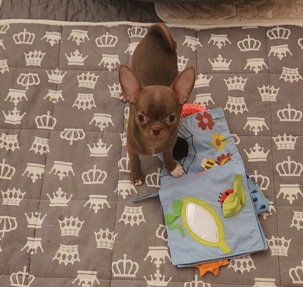 Pirs Chihuahua Pirs Chihuahua