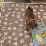 Pirs-male-chihuahua-puppy-for-sale-1 (4)