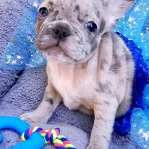 Polly French Bulldog Polly French Bulldog
