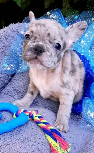 Polly French Bulldog Polly French Bulldog