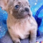 Polly-female-French-puppy-for-sale-2