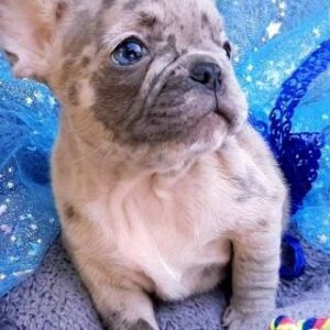 Polly French Bulldog Polly French Bulldog