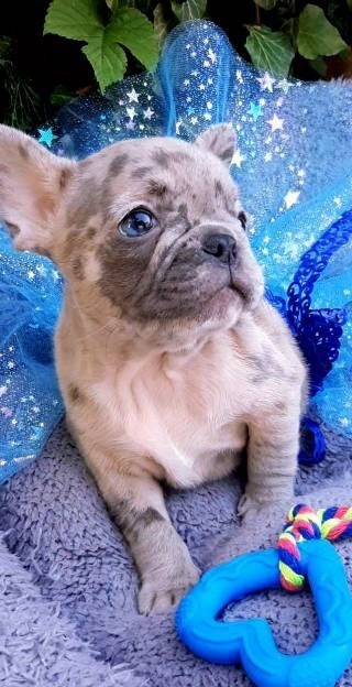 Polly French Bulldog Polly French Bulldog