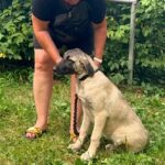 Priscilla-female-Kangal-puppy-for-sale-1
