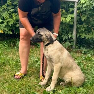 Priscilla Kangal Priscilla Kangal