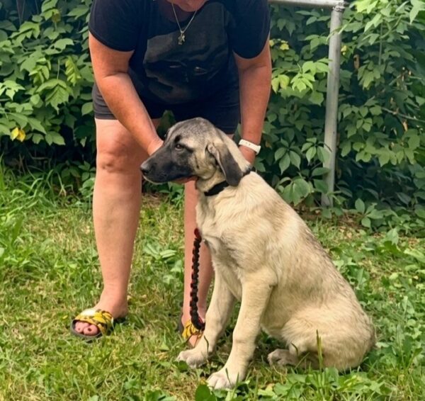 Priscilla Kangal Priscilla Kangal