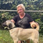 Priscilla-female-Kangal-puppy-for-sale-2