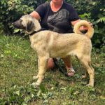 Priscilla-female-Kangal-puppy-for-sale-3