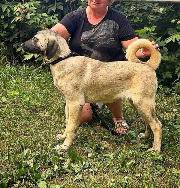 Priscilla Kangal Priscilla Kangal