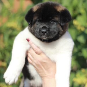 Qadira American Akita Qadira American Akita