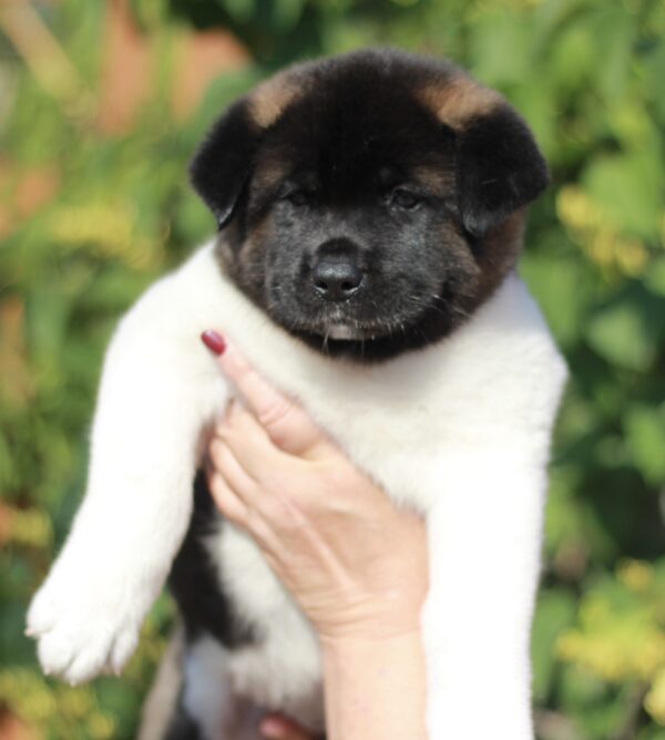 Qadira American Akita Qadira American Akita