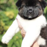 Qadira-female-Akita-puppy-for-sale-2