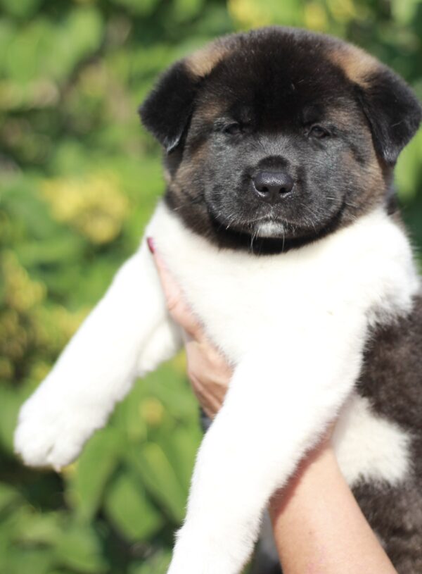 Qadira American Akita Qadira American Akita