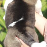 Qadira-female-Akita-puppy-for-sale-3