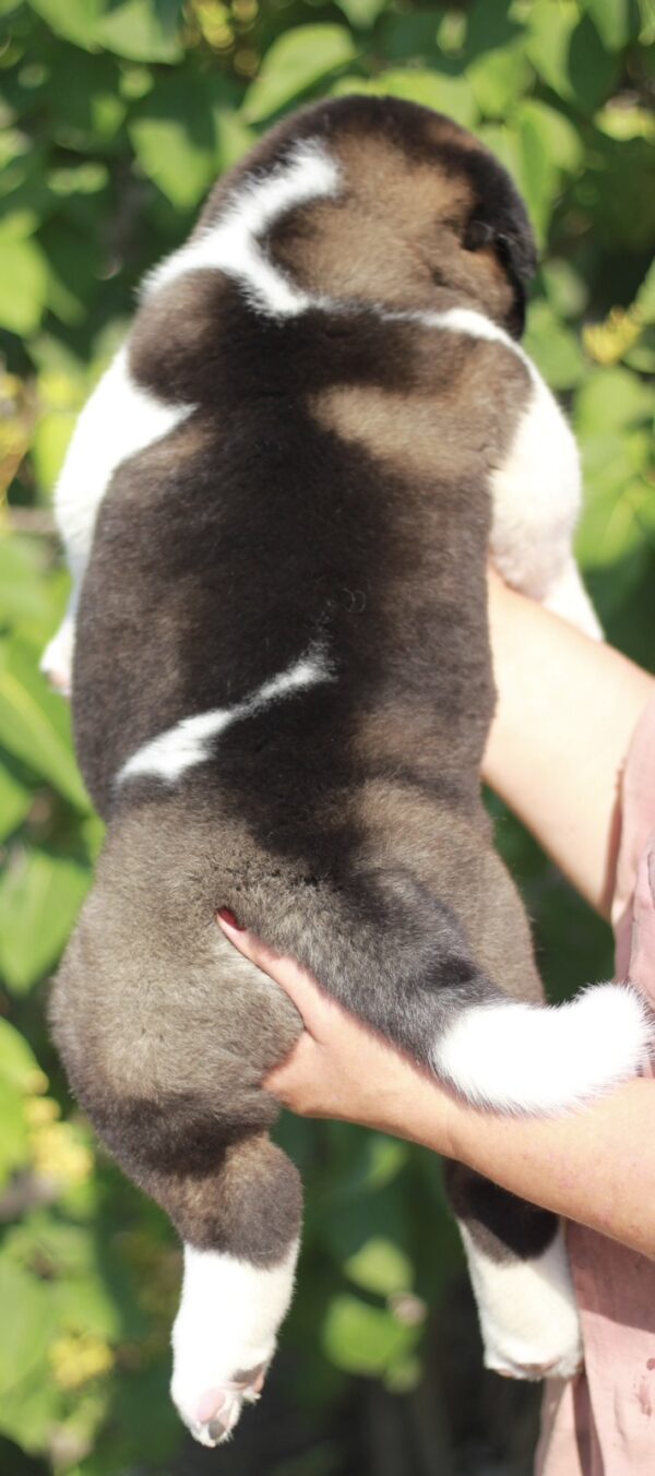 Qadira American Akita Qadira American Akita