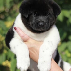 Quillon American Akita Quillon American Akita